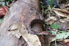 Xenodon rabdocephalus