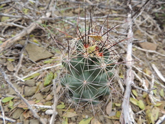 Coryphantha macromeris macromeris