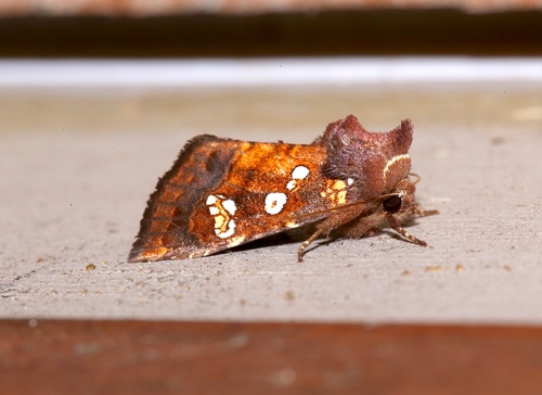 Turtlehead Borer Moth photo 4