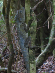 Lophosaurus spinipes