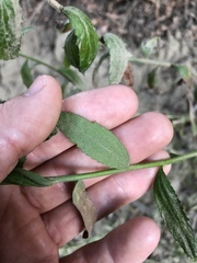 Baccharis plummerae plummerae