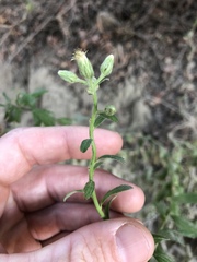 Baccharis plummerae plummerae