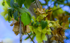 Setophaga petechia rufivertex