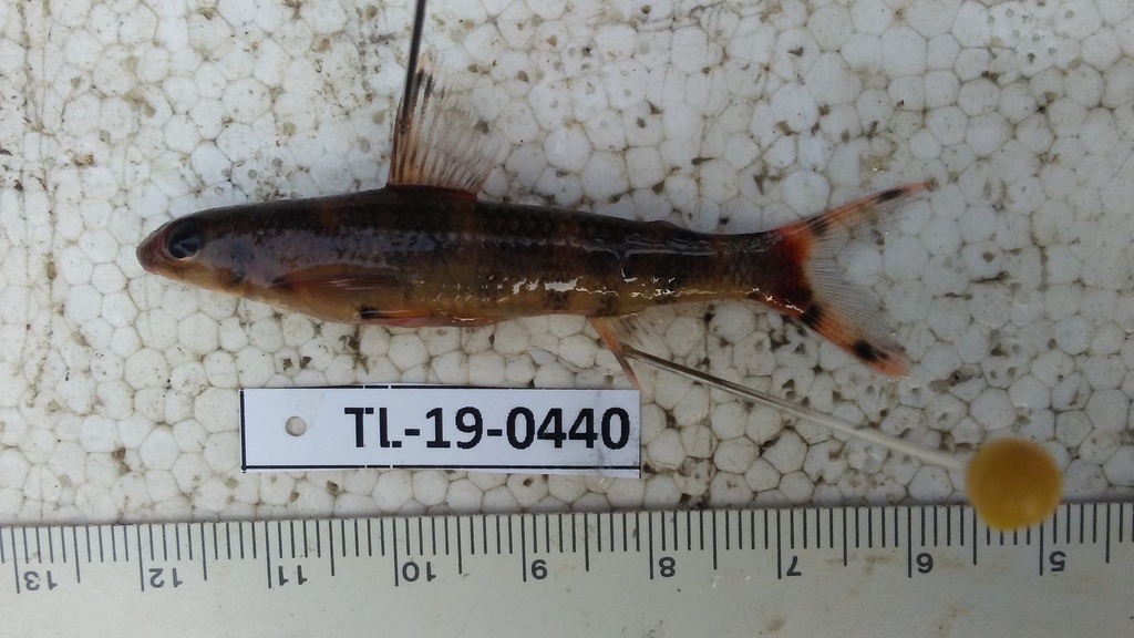 African darter tetra (Nannocharax procatopus) — Distichodontidae