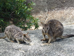 Petrogale mareeba