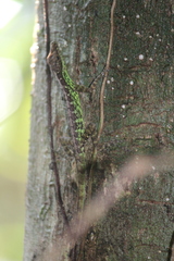 Anolis anchicayae
