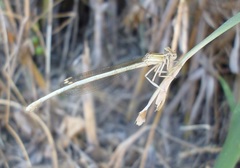 Platycnemis dealbata
