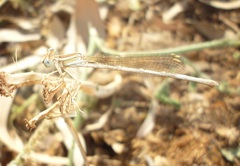 Platycnemis dealbata