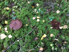 Cortinarius evernius