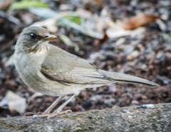 Turdus amaurochalinus