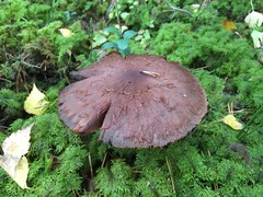 Cortinarius evernius
