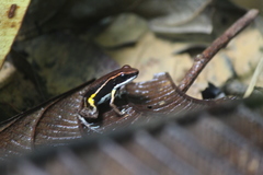 Epipedobates boulengeri