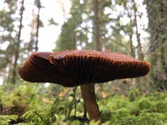 Cortinarius evernius