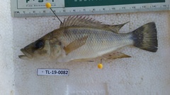 Serranochromis