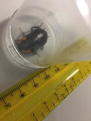 Pseudoderopeltis albilatera