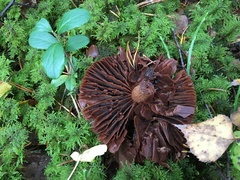 Cortinarius evernius
