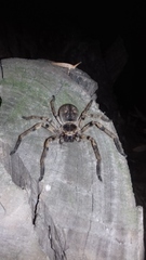 Polybetes pythagoricus