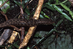 Saproscincus challengeri