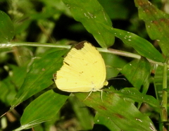 Eurema hecabe