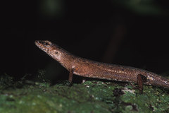 Saproscincus challengeri