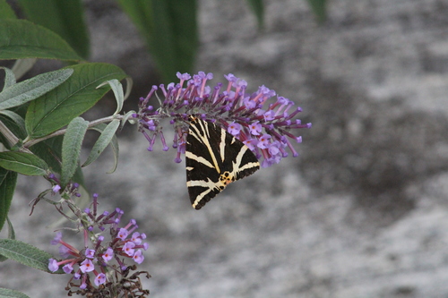 Jersey tiger