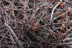 Muehlenbeckia ephedroides