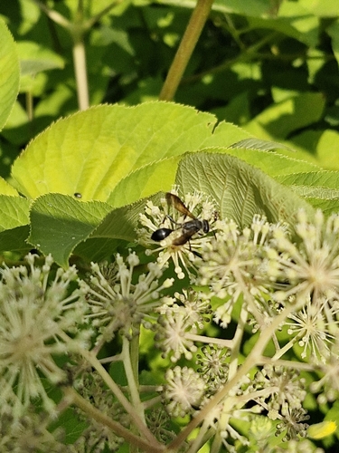 Mexican Grass-carrying Wasp, 4761 AD Zevenbergen, Nederland, photo 6 of 10
