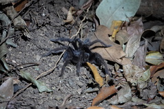 Sphaerobothria hoffmanni