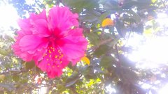 Hibiscus rosa-sinensis