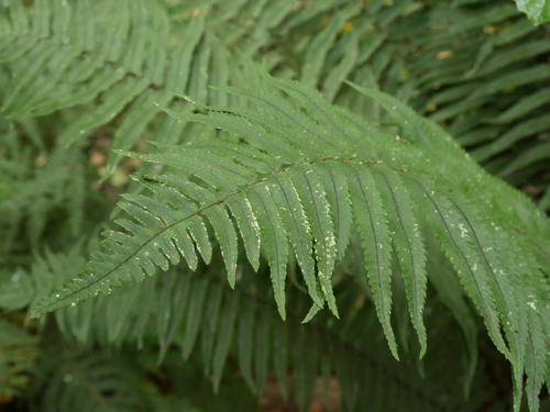 Dryopteris cycadina iNat (2)