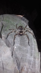 Polybetes pythagoricus