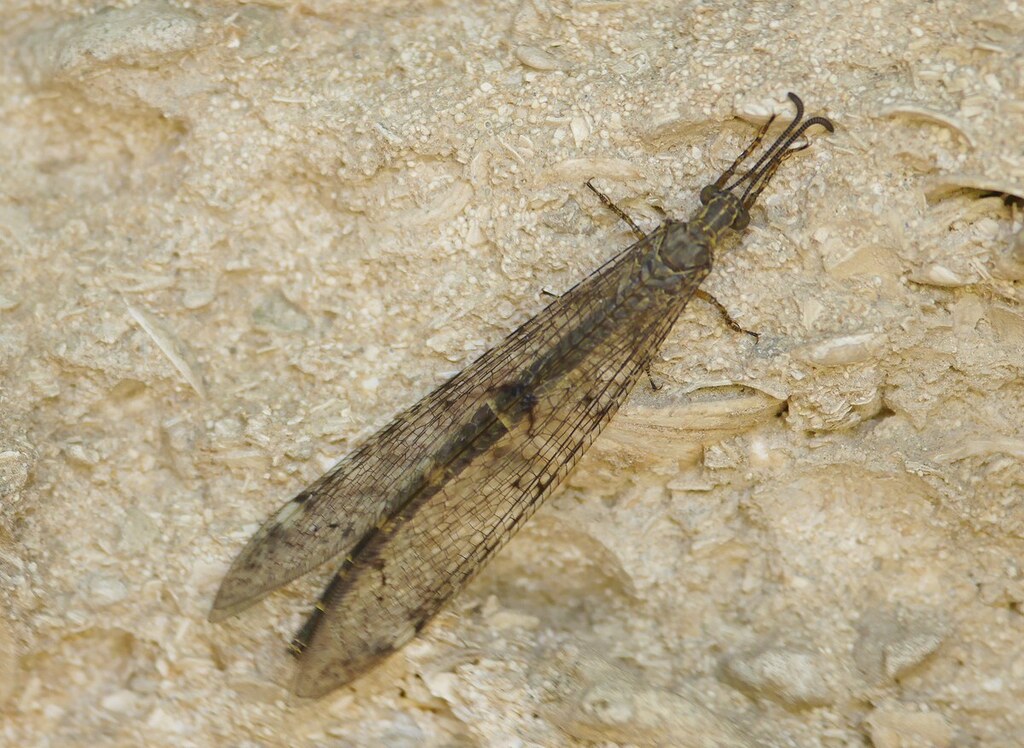 Formicaleone tetramaculato