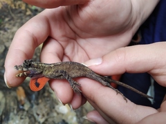Anolis lyra