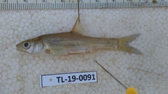 Enteromius paludinosus