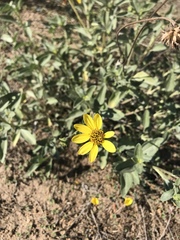 Helianthus niveus