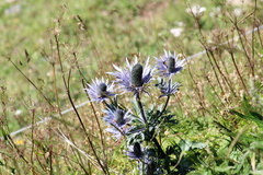 Eryngium alpinum