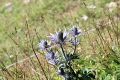 Eryngium alpinum