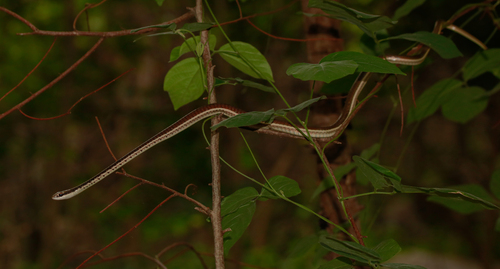 Mountain Bronzeback