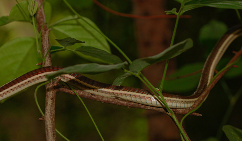 Mountain Bronzeback