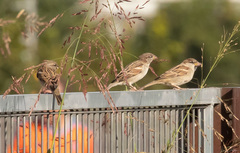 Passer domesticus