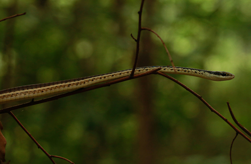 Mountain Bronzeback