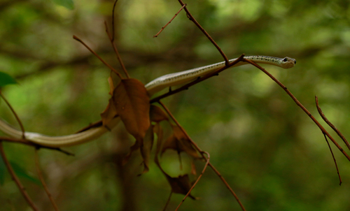 Mountain Bronzeback