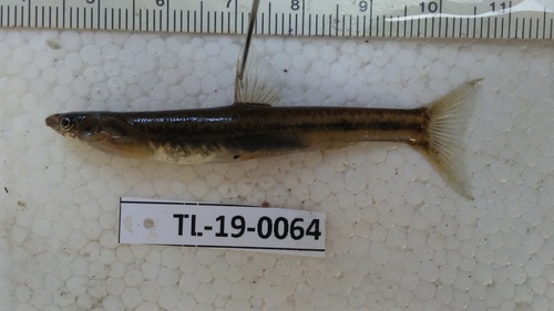 Northern kneria (Kneria polli) — Kneriidae