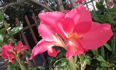 Canna × generalis