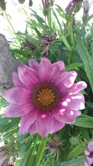 Gazania
