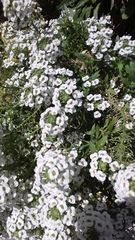 Lobularia maritima