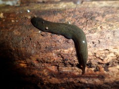 Obama maculipunctata