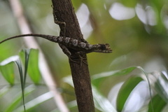 Anolis lyra