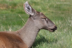 Hippocamelus bisulcus