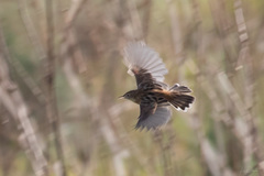 Cisticola juncidis